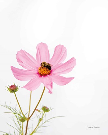 Framed Pale Cosmos II Print