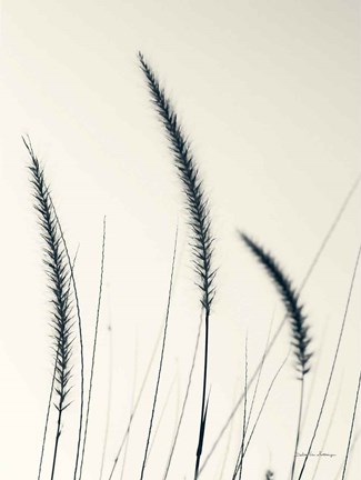 Framed Field Grasses IV Print