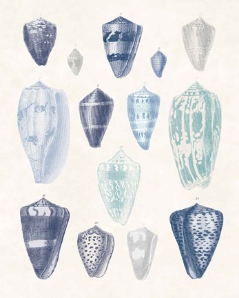 Framed Blue Shell Assortment I Print