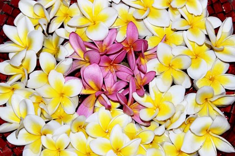 Framed Floating Petals Print