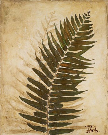 Framed Ferns II Print