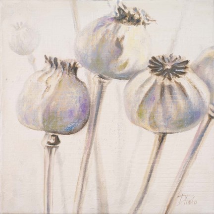 Framed Poppy Seeds I Print