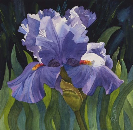 Framed Purple Iris Print