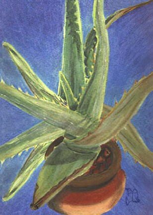 Framed Aloe Vera Print
