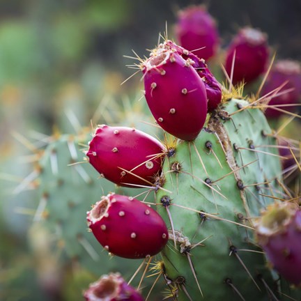 Framed Prickly Pear Cactus Print