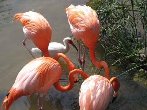 Framed It&#39;s Here Somewhere Print