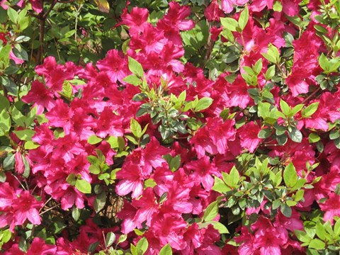 Framed Nature&#39;s Finest Print