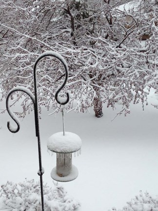 Framed No Birds Today Print