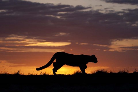 Framed Sunset Cougar Print