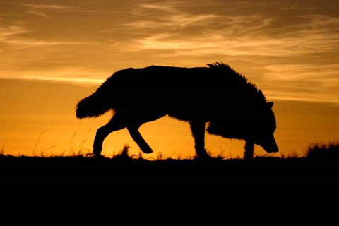 Framed Sunset Wolf Print