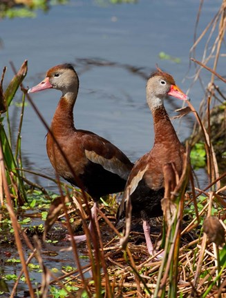 Framed Black Bellied Whistling Duck Print