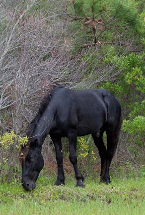 Framed Corolla Stud Print