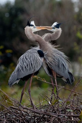 Framed Great Blue Heron Print