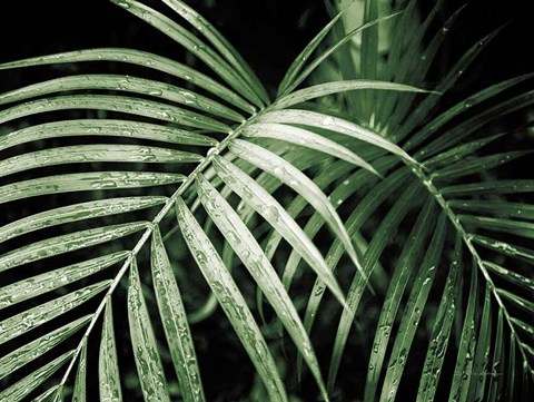 Framed Palm Fronds Green Print