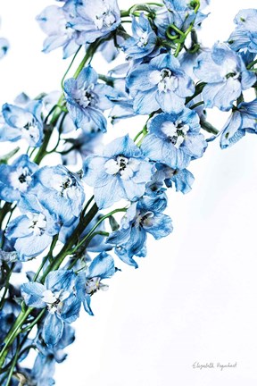 Framed Freshly Picked Delphinium IV Print
