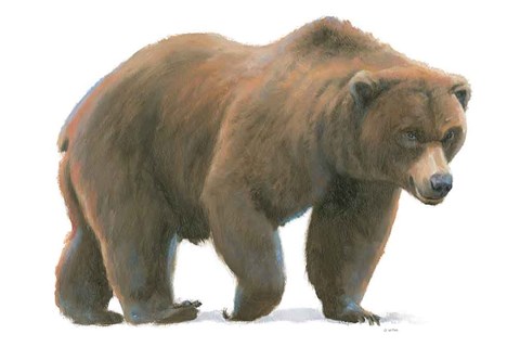 Framed Northern Wild  I Print