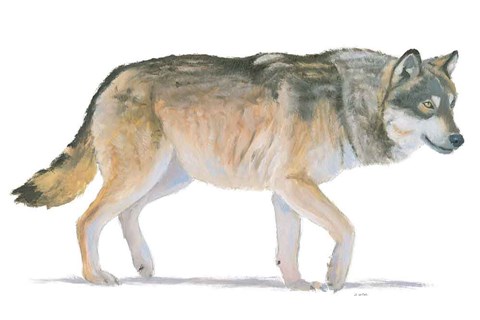 Framed Northern Wild II Print