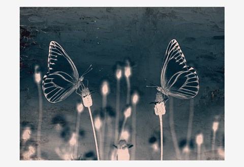 Framed Butterfly Love Print