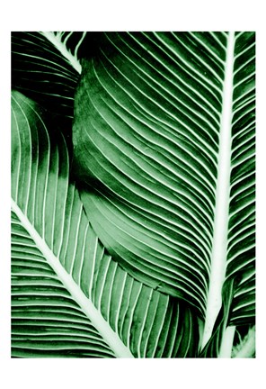 Framed Tropical 1 Print