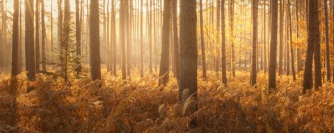 Framed Wyre Forest Print