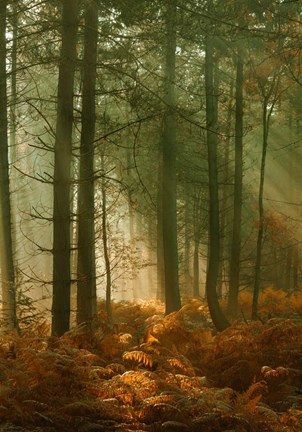 Framed Wyre Forest 3 Print