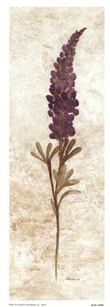 Framed Blue Lupine Print