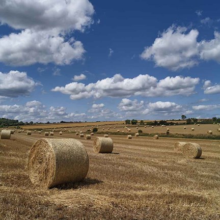 Framed Round Bales Print