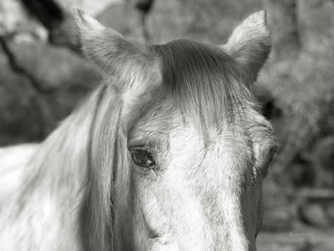 Framed Horse Called Snow Print