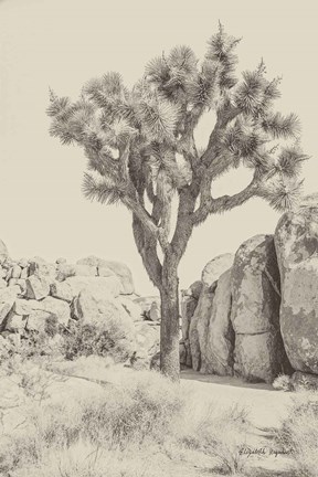 Framed Joshua Tree IV Neutral Print