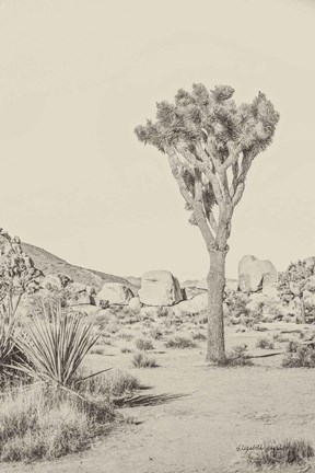 Framed Joshua Tree III Neutral Print
