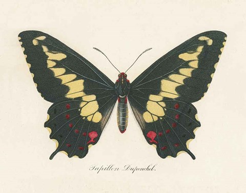 Framed Natures Butterfly VI Print