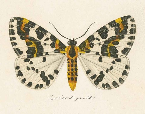 Framed Natures Butterfly IV Print