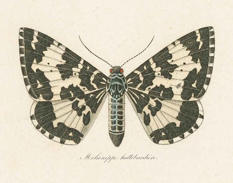 Framed Natures Butterfly II Print