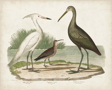 Framed Waterbird Trio I Print