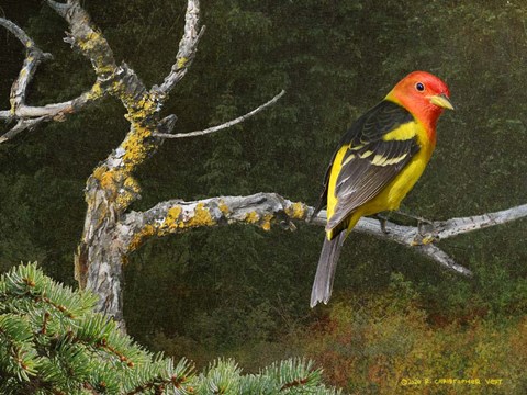 Framed On the Branch I Print