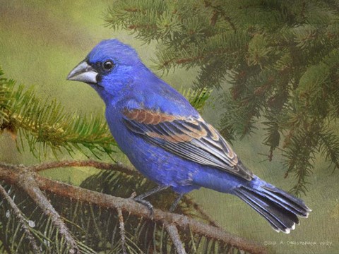 Framed On the Branch II Print