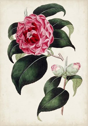 Framed Garden Gems II Print