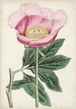 Framed Garden Gems III Print