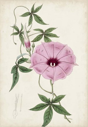 Framed Garden Gems IX Print