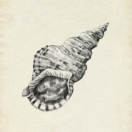 Framed Seashell Pencil Sketch I Print