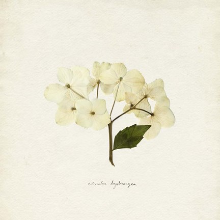 Framed Cornales Hydrangea II Print