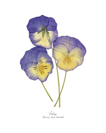 Framed Pressed Violas II Print