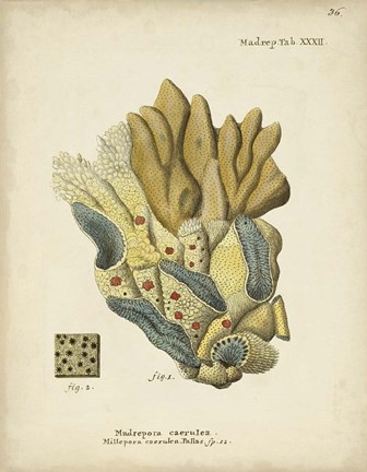 Framed Ecru Coral III Print