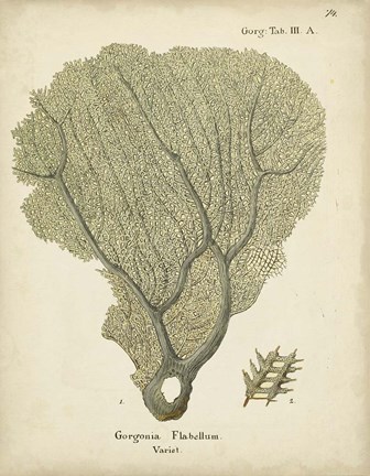 Framed Ecru Coral IV Print