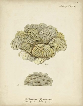 Framed Ecru Coral V Print