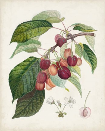 Framed Bigarreau rouge Print