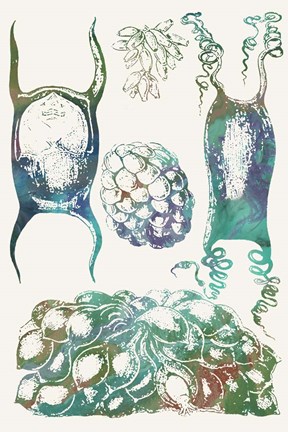 Framed Aquatic Assemblage VI Print