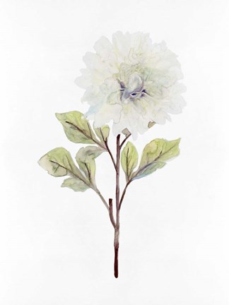 Framed White Blossom I Print