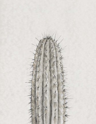 Framed Cactus Study III Print