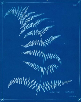 Framed Cyanotype Ferns I Print